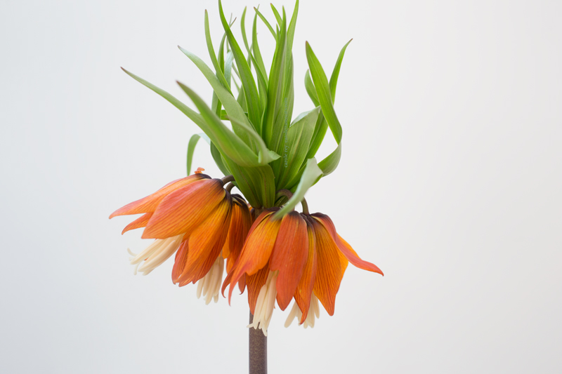 Fritillaria6-5-17-1b