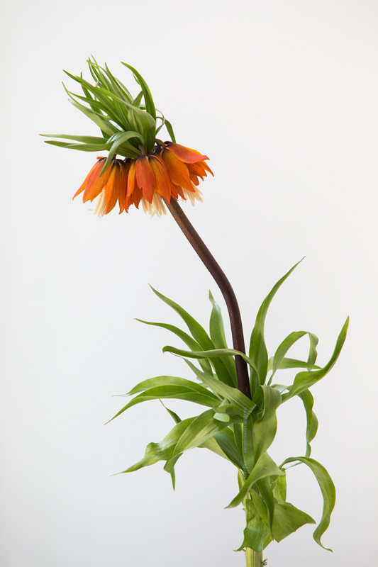 Fritillaria6-5-17-2