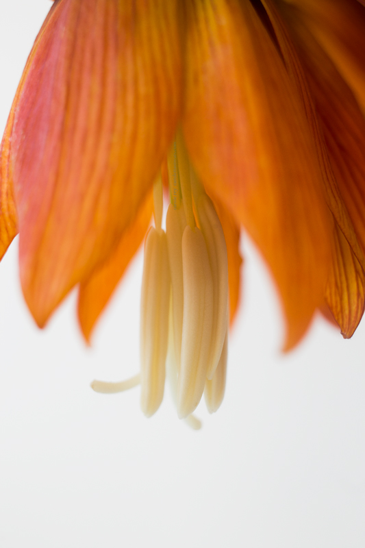 Fritillaria6-5-17-5